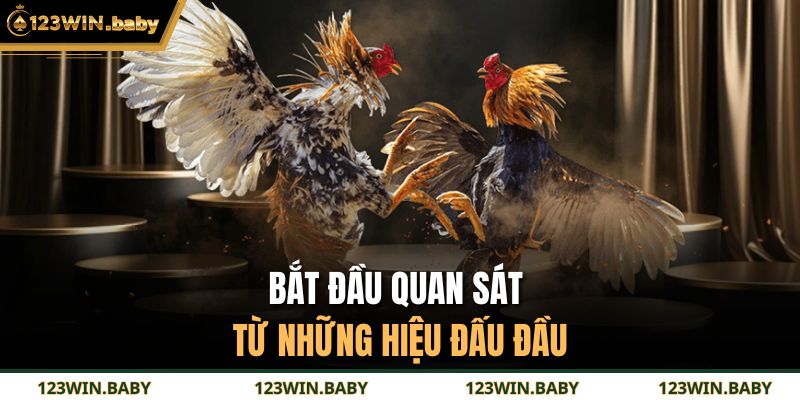 Bắt đầu quan sát từ những hiệu đấu đầu