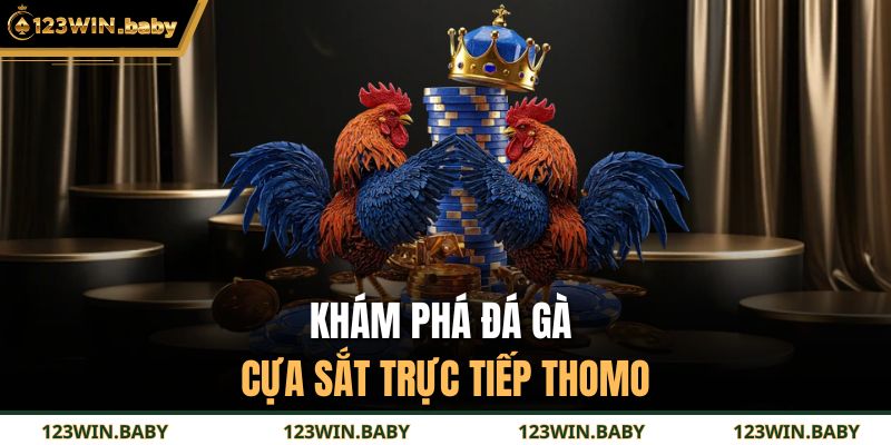 Khám phá đá gà cựa sắt trực tiếp thomo
