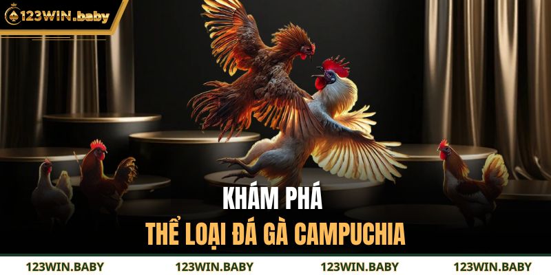 Khám phá thể loại đá gà Campuchia