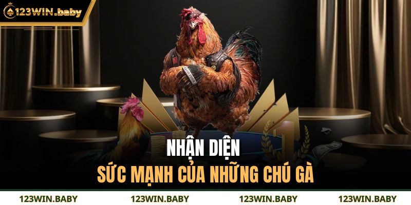 Nhận diện sức mạnh của những chú gà