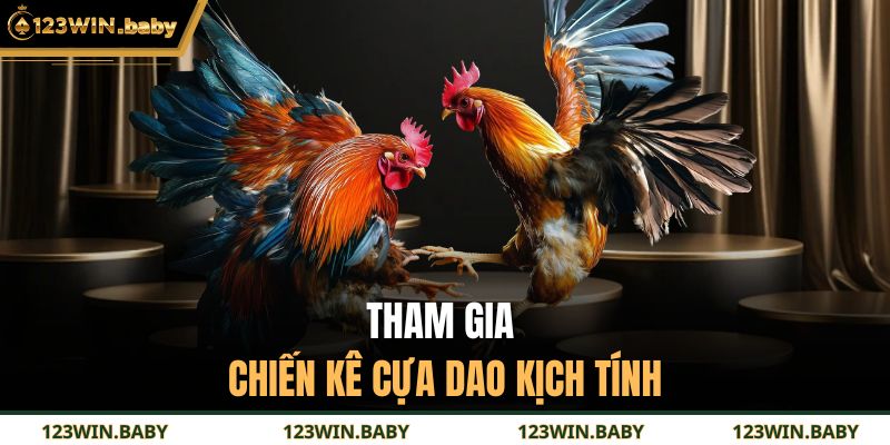 Tham gia chiến kê cựa dao kịch tính