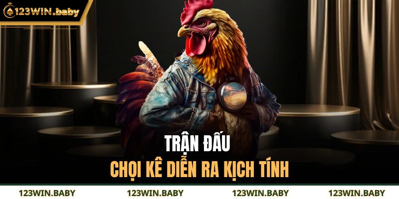 Trận đấu chọi kê diễn ra kịch tính
