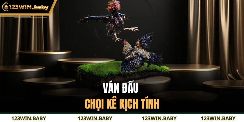 Ván đấu chọi kê kịch tính